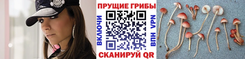 закладки  Великий Новгород  Псилоцибиновые грибы Psilocybe 