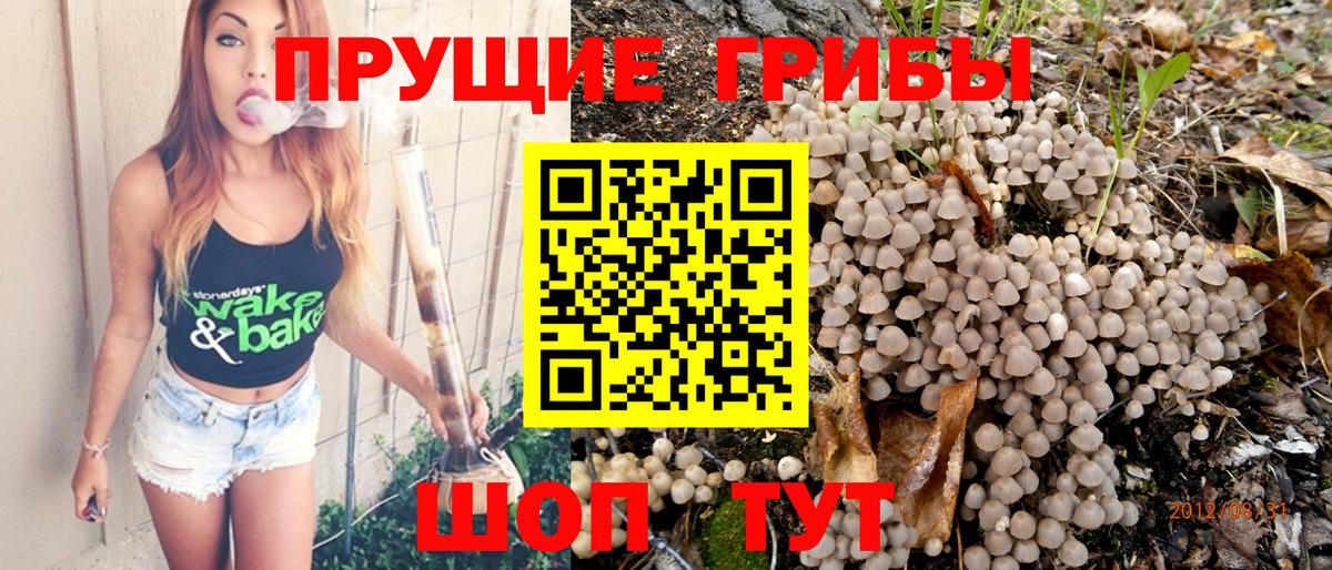 Галлюциногенные грибы Psilocybe  Вход с VPN  Великий Новгород 